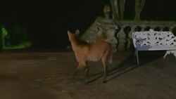 Wolves make night time visits to former seminary Instructional Video