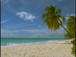 Beautiful beach - WA side angled view, waves lapping white sand, woman sunbathing, palm tree leaning into shot, blue sky Stock Footage