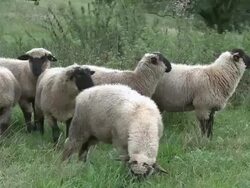 MS ZI View of sheep grazing on grass / Serrig, Rhineland-Palatinate, Germany Stock Footage