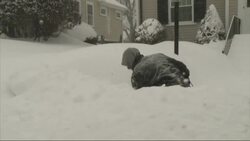 The snow storm was expected to deepen off the southern New England coast, bringing accumulations of up to 16 inches to Boston. (Feb. 2) Instructional Video