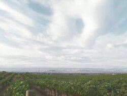 WS TD View of vineyard and sky / Zillah, Washington, USA  Stock Footage