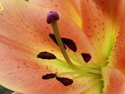 ECU Shot of stigma and stamen of ilies, Keukenhof Gardens / Lisse, South Holland, Netherlands Stock Footage
