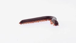 Millipede Stock Footage