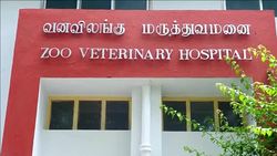 CLEAN : India: injured tortoise gets prosthetic wheel News Clip