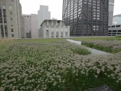 WS on urban garden on rooftop of midwestern city Stock Footage