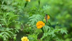 Butterflies eat pollen Stock Footage