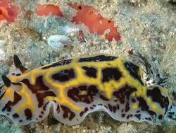 CU Shot of Single nudibranch crawling and foraging on reef covered with various algae and sponge / Sodwana Bay, KwaZulu Natal, South Africa Stock Footage