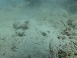 MS ZI TS Blue spotted stingray burying in sand and reveal / Kota Marudu, Sabah, Malaysia   Stock Footage