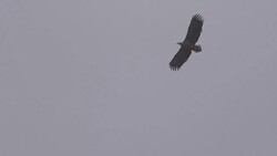 Sea eagle Stock Footage