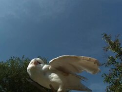 High speed Barn owl (Tyto alba) taking off Stock Footage