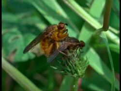 CU 2 Yellow Dungflies (Scatophaga stercoraria) mating on grass head, England Stock Footage