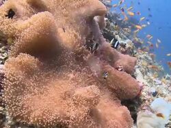 Clark's Anemonefish (Amphiprion clarkii) in Haddon's Carpet Anemone (Stichodactyla haddoni) on reef, surrounded by school of Scalefin Anthias, Meemu Atoll, The Maldives Stock Footage