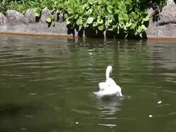 Sintra, Pena park and National Palace, nature trail, Swan in the lakes Stock Footage