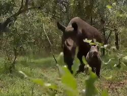 MS Mother and baby rhino approach / Save Valley, Southern Zimbabwe, Zimbabwe Stock Footage