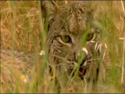 Iberian lynx (Lynx pardinus) lying in grass, panting, Sierra Morena, Andalucia, Southern Spain Stock Footage
