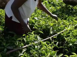 Kenya, Meru, agriculture, farmers picking tea leaves Stock Footage