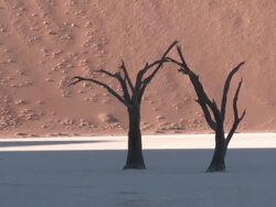 Two trees in barren scene, Dead Vlei, Namib-Naukluft, Namibia Stock Footage