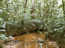 Walking along a rainforest stream in the Ecuadorian Amazon Stock Footage