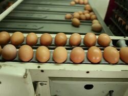 Egg management Stock Footage