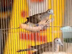 Bird in a Cage Stock Footage