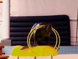 Seal and hula hoop Stock Footage