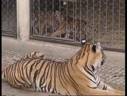 THAILAND: PROPOSALS TO FARM TIGERS FOR CHINESE MEDICINE News Clip