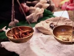 CU Weighing extraction of sex herb / Durma, Banke District, Nepal Stock Footage