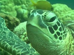 Green Sea Turtle, resting. Borneo, Malaysia, Southeast Asia Stock Footage