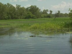 Birds flee approaching crocodile, South Alligator River, Kakadu Wetlands, NT, Australia Stock Footage