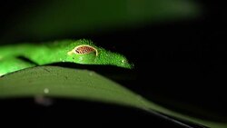 CU Green Tree Frog on a leaf Stock Footage