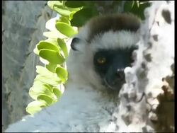 Verreaux's Sifaka, Propithecus verreauxi verreauxi, Andohahela National Park Stock Footage