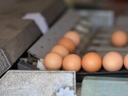 Egg grading machine. Stock Footage