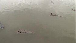 Crocodiles swim below the surface of water in Florida. Stock Footage
