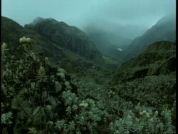 WA fog hovering over mountainous, jungle covered valley, Uganda, Africa Stock Footage