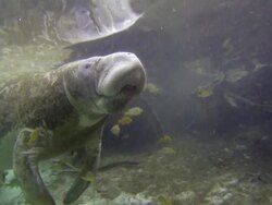 Breathing florida manatee Stock Footage