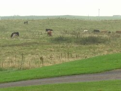 Orkney Islands Seals & Fishermen News Clip