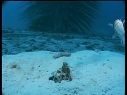 MS Spearing Mantis Shrimp watches dying Catfish, strikes, dragging it into sand burrow, Mabul, Borneo, Malaysia Stock Footage