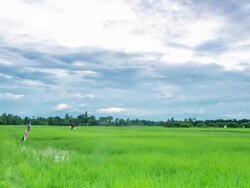 sky moving over paddy field with scarecrow ,time lapse Stock Footage