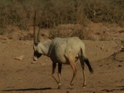 Arabian Oryx (Oryx leucoryx) herd with youngs walking in desert Stock Footage