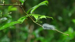 Caterpillar walk on branches in forest, Thailand. Stock Footage