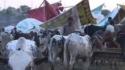 CLEAN : Pakistan livestock market abuzz ahead of Eid News Clip