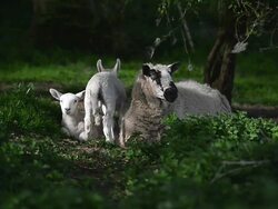 England in Spring Stock Footage