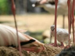 Baby flamingo grooming Stock Footage
