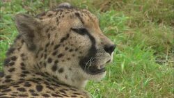 A cheetah rests on the grass. Stock Footage