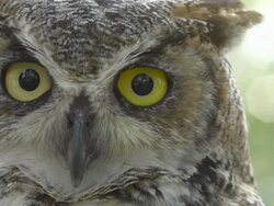 Great Horned Owl, Blinking Stock Footage
