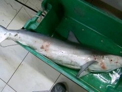 CU Dead shark in crate at fish market / Brunei, Brunei Darussalam Stock Footage