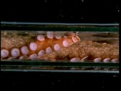 Giant octopus squeezes through plastic tube which is 1/10th size of its body, short sequence Stock Footage