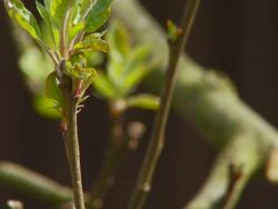 HD: Spring time Stock Footage