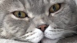 British cat lying on the armchair Stock Footage