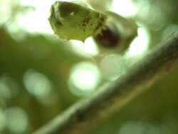 Conker falling against blurred foliage Stock Footage